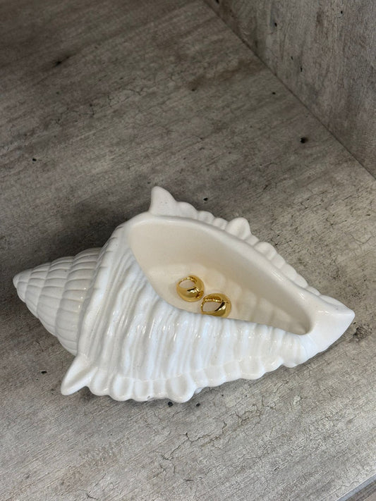 Sea Shell 01