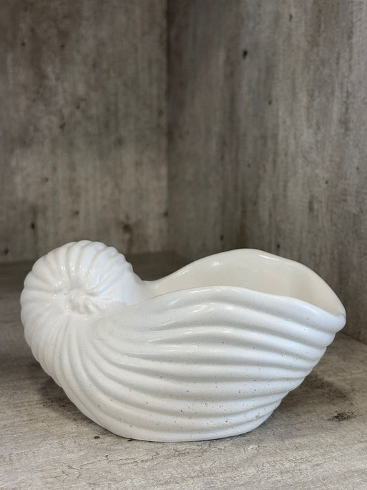 Sea Shell 00